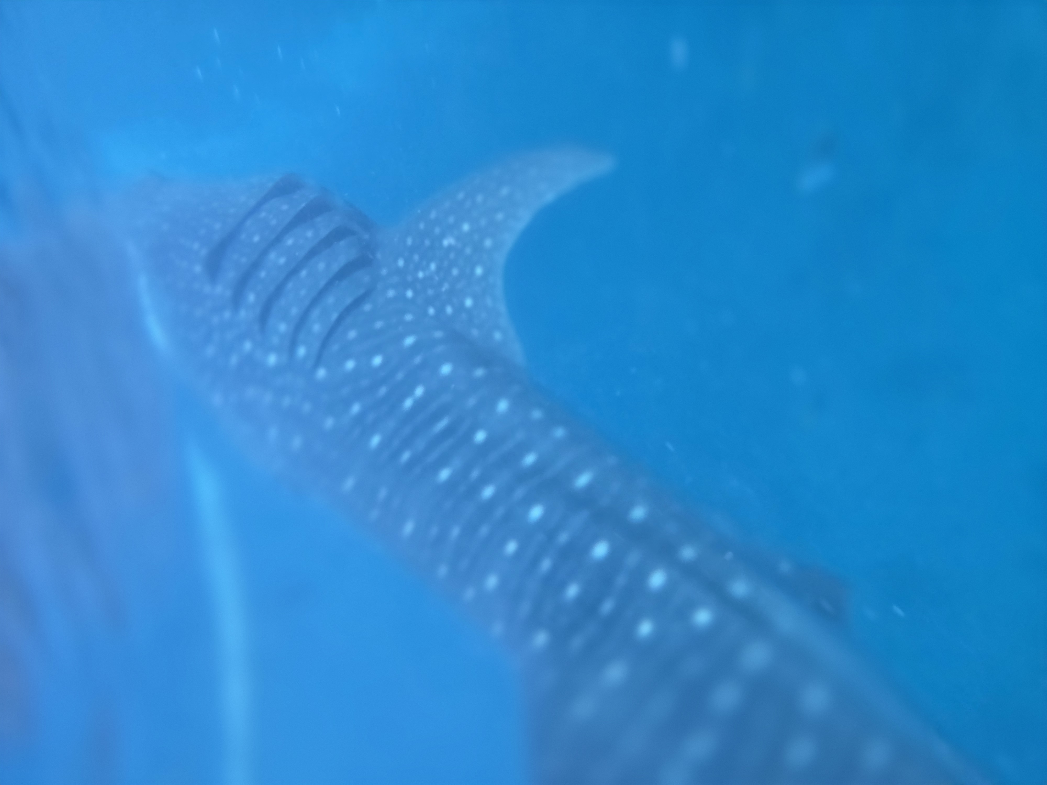 Went out swimming with the sharks and a French guy